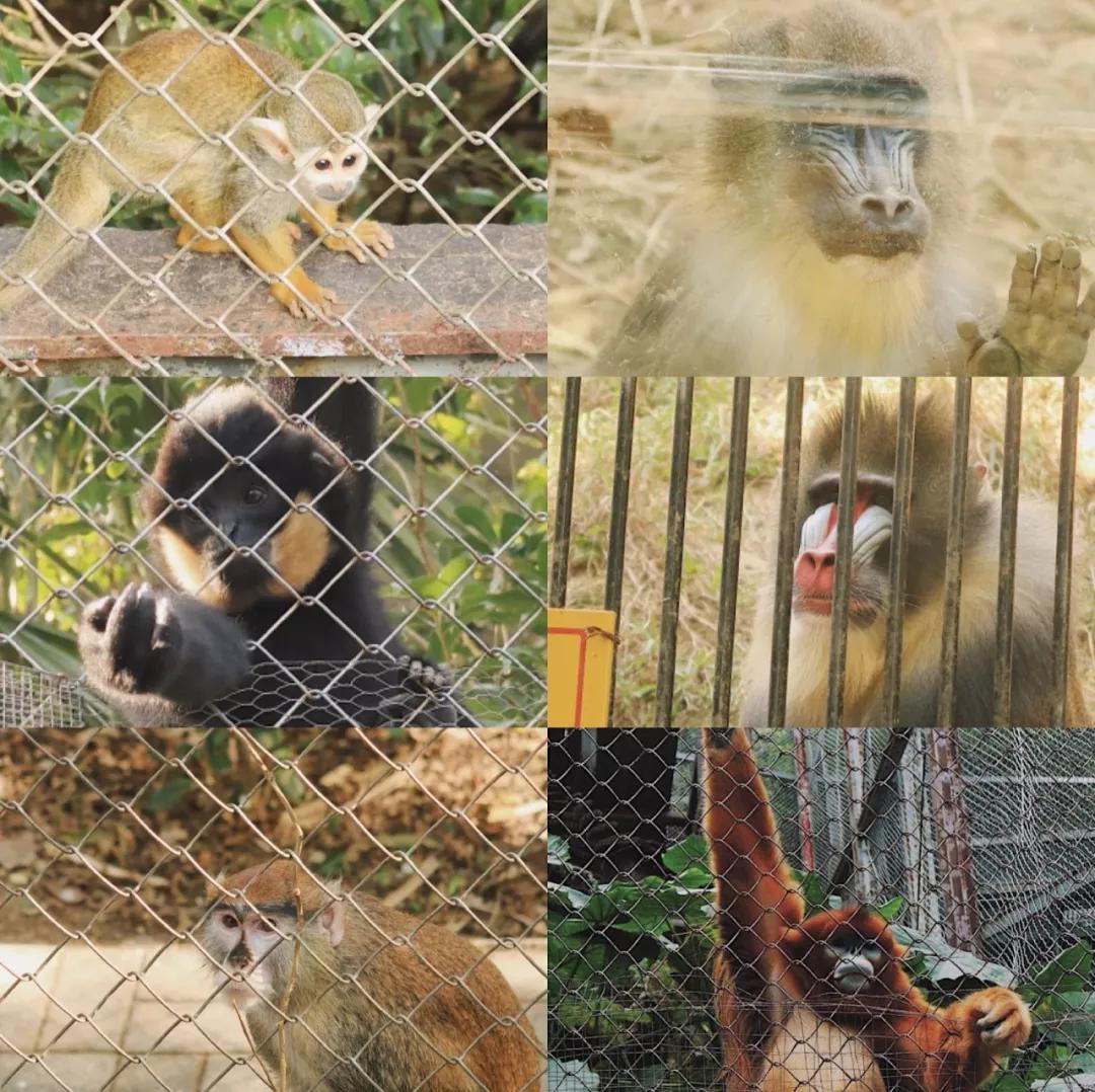 在动物园散步才是正经事|暴走福州