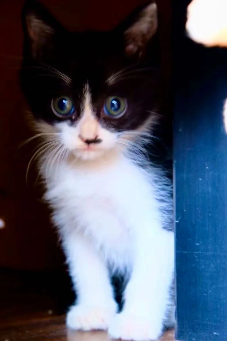 毛孩子散步回家,毛孩子去新家从此不再流浪