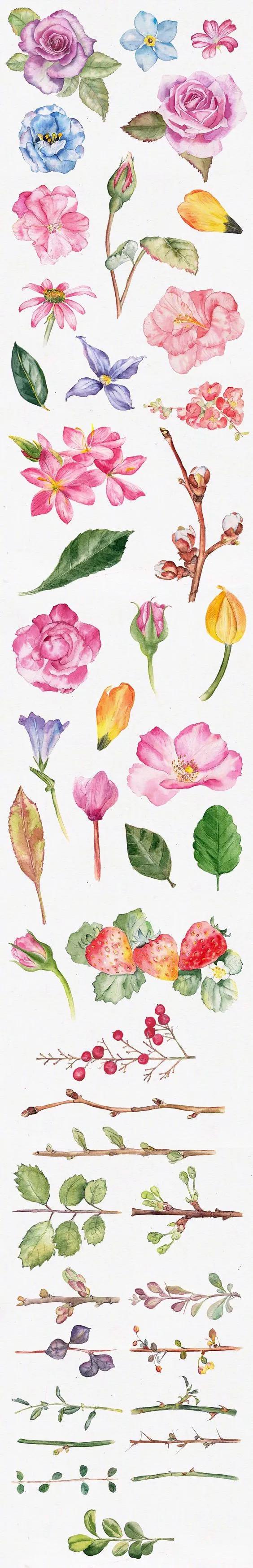 分享一组水彩花卉过程图,超写实水彩花图片