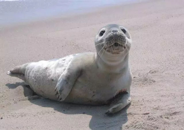 它土圆肥,却是出了名的网红