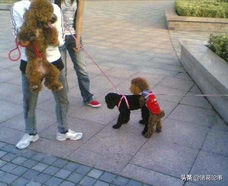 泰迪犬发情咋处理,泰迪犬发情期怎么缓解