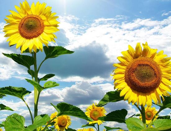 向日葵修剪盆栽,向日葵修剪水培