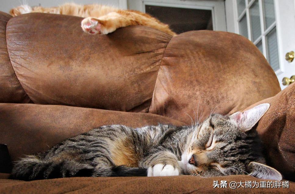 懒猫是如何养成的,怎么训练懒猫性格