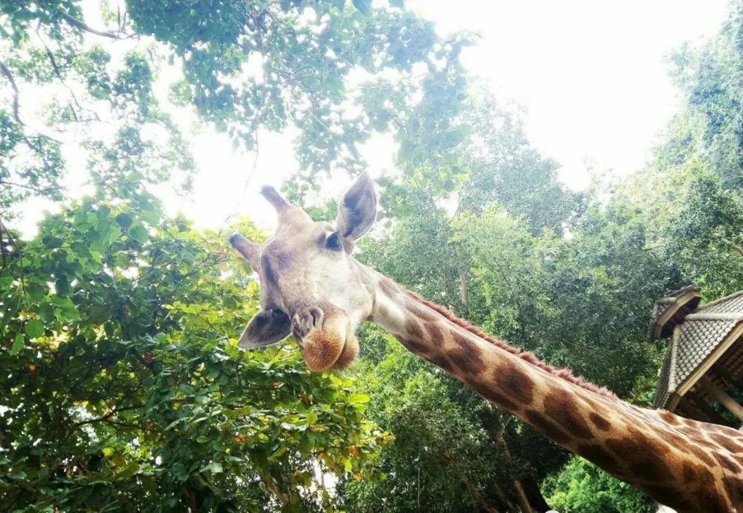 为什么现在好多人选择去泰国上学,为什么很多人选择去泰国