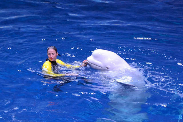 珠海长隆海洋王国游玩简介攻略,长隆海洋王国玩1天