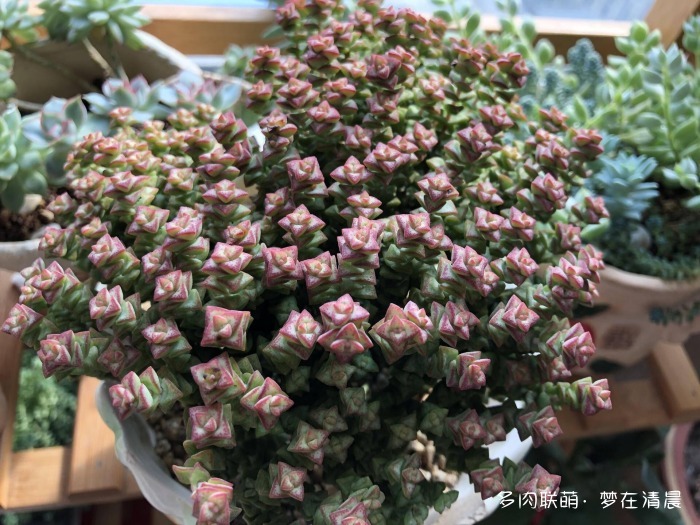 澶忚姳鏈夊摢浜涜姳,澶氳倝鏈夎姳鏈夋灉