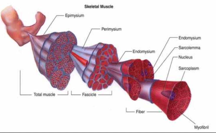 老年人小腿抽筋的原因和解决办法,睡觉腿抽筋是着凉还是缺钙