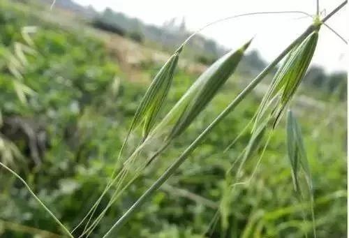 节节麦雀麦野燕麦除草剂,节节麦和雀麦如何一起防治