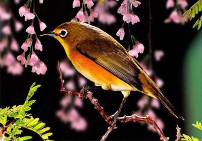 百灵鸟的故事大全,百灵鸟的故事300字