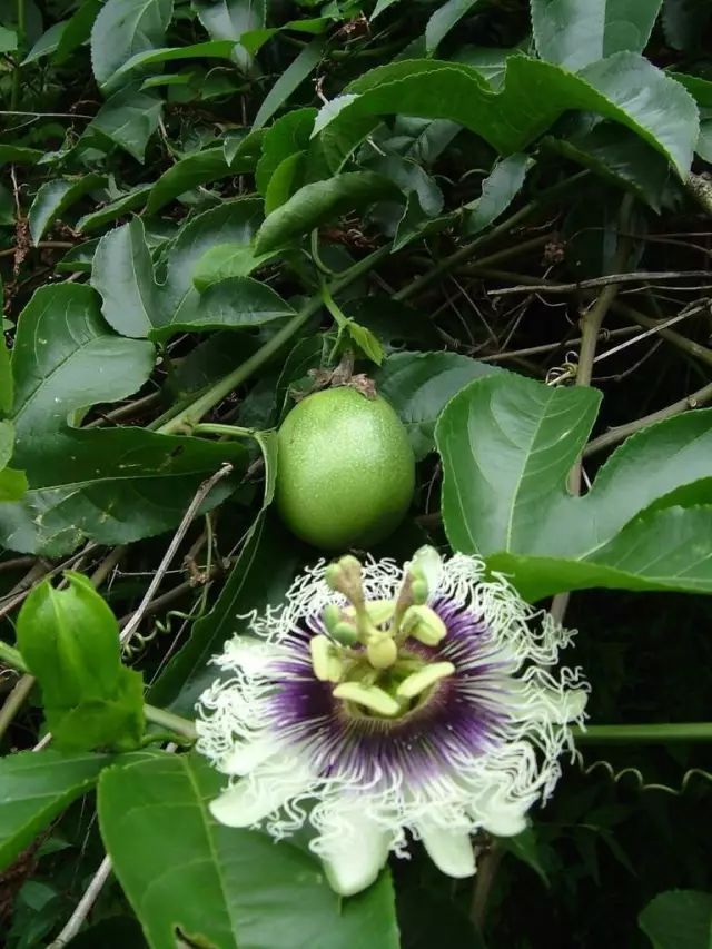 100种常见观叶植物图鉴史上最全,农村常见的100种植物