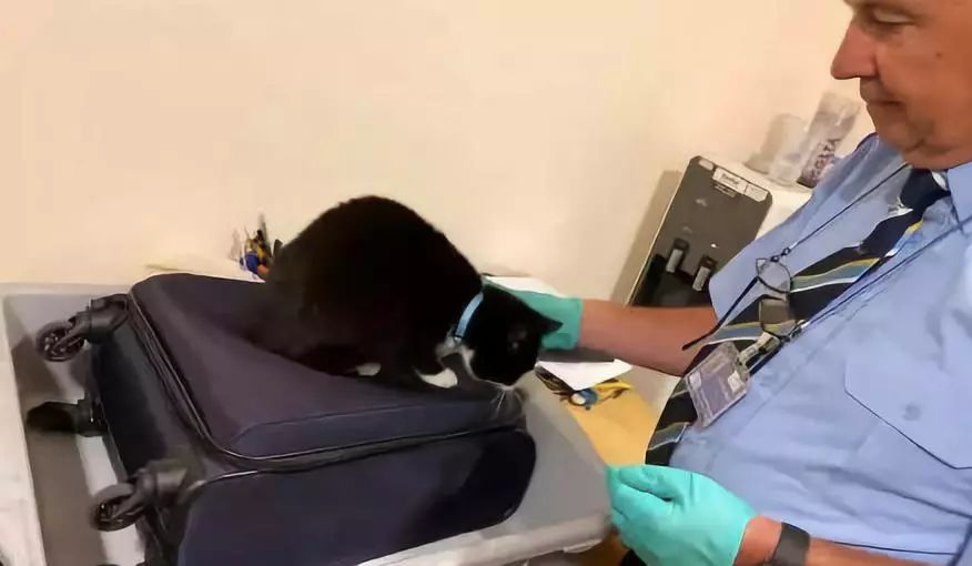 安检时猫在行李箱,安检行李箱有只猫