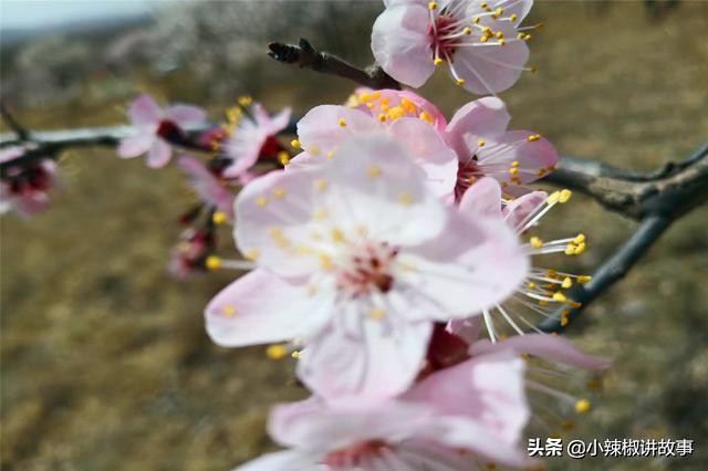 朵迪讲故事,故事朵拉