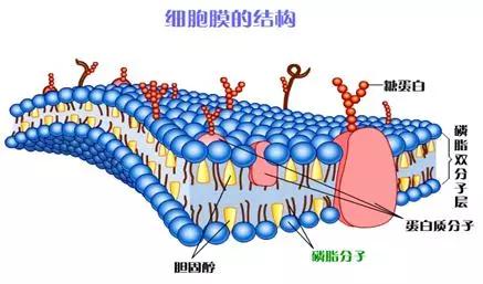 科学家对细胞膜成分的探索历程,细胞膜的相关科学史