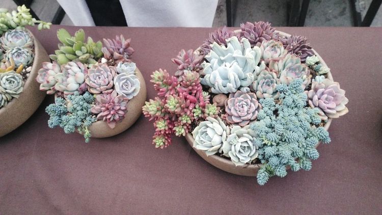 误打误撞的多肉情缘,带我走进多肉小世界!