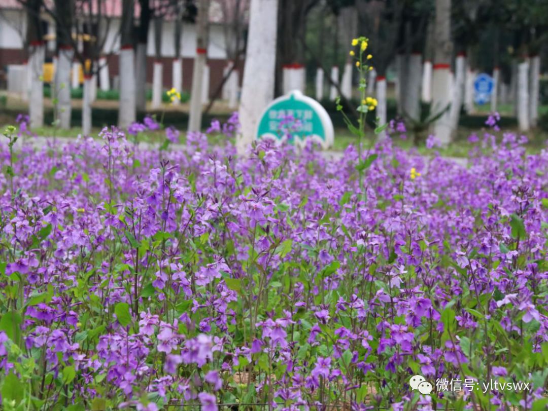 杨凌现状,杨凌最新照片