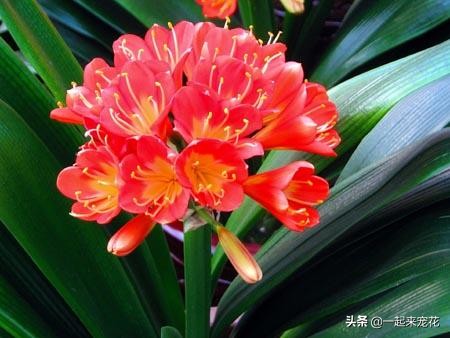 春季养君子兰用好这三招,1月份君子兰怎么养