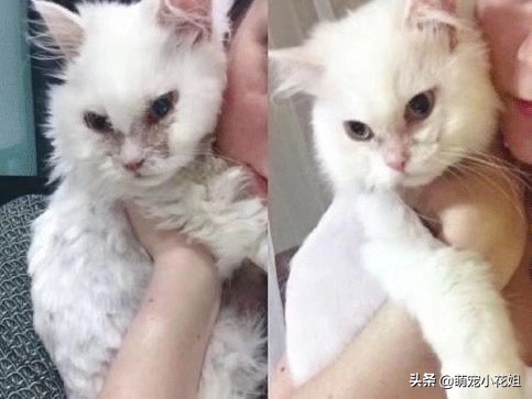 垃圾桶内传出一阵阵猫叫,打开一看,居然是一只面部溃烂的猫咪