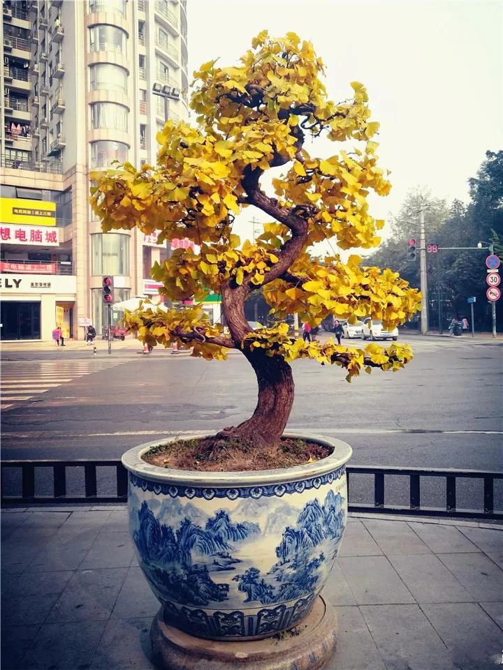 什么花放在家里最好看最实用,放家里风水好又好养的花有哪些