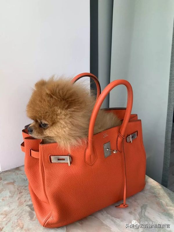 好看又大的宠物包,超好看的宠物包