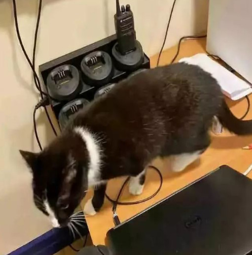 举报偷渡入境人员,偷渡入境的猫