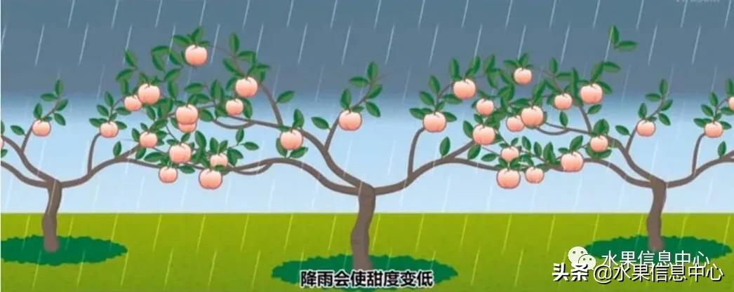 日本水果店怎么挑选,正宗日本水果店