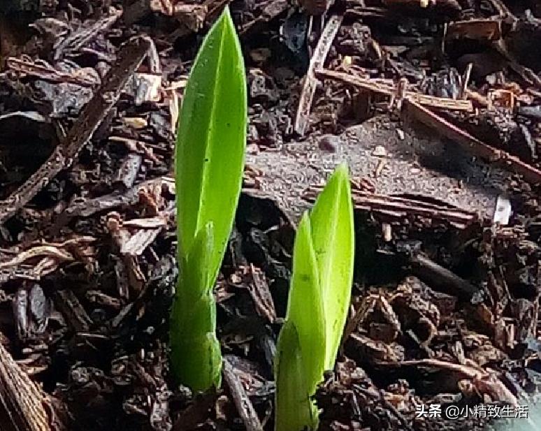 兰花枯萎怎么补救,兰花凋谢了如何再种