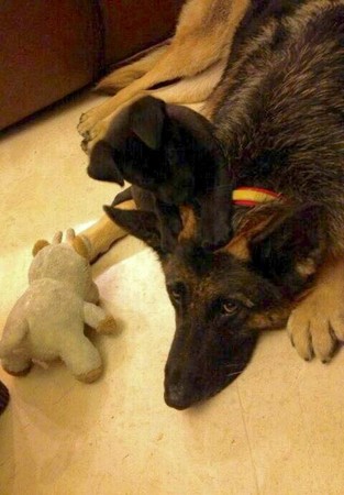 德牧被土狗咬,德牧被主人凶