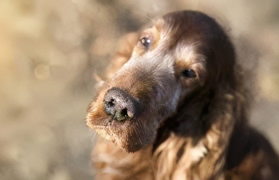 狗狗长期吃鸡肝会怎样,狗狗吃鸡肝会咬人吗