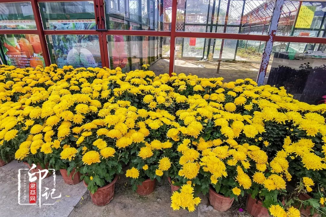 商丘道北花鸟批发市场,商丘花鸟宠物市场