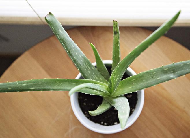 小芦荟叶发黄需要剪吗,芦荟叶片发黄要上什么肥