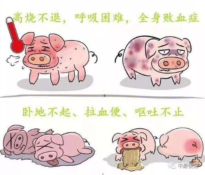 快看！非洲猪瘟终于找到有效的预防方案了，大户都是这样做的