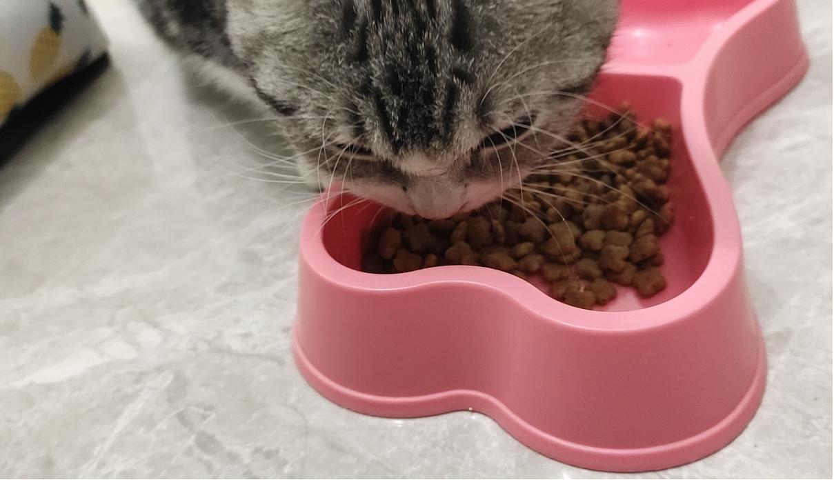 团子猫传腹治好了吗,团子的猫传腹