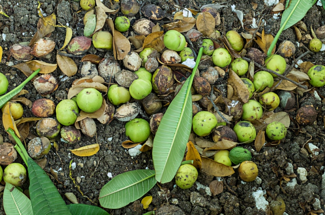 违反进化规则？这树从果实到树干都是致命毒素，不让动物传播种子