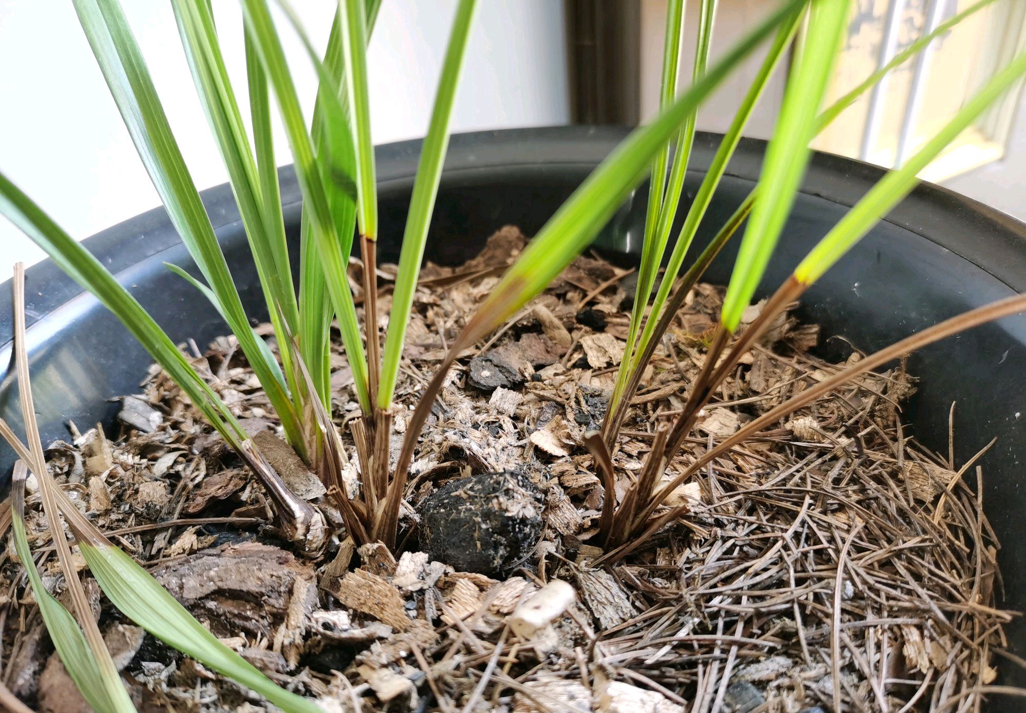 刚买回来的兰花有枯叶怎么处理,丢弃的兰花如何养护恢复生长