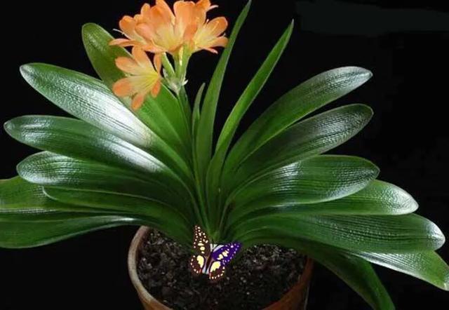 君子兰叶心腐烂了还能活吗,君子兰中心叶片腐烂怎么补救