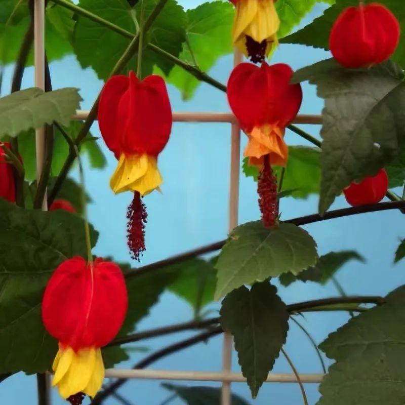 适合新手养的灯笼花,灯笼花用什么花盆栽最好