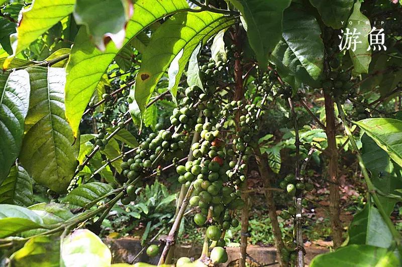 希尔顿兴隆湖,希尔顿酒店兴隆店