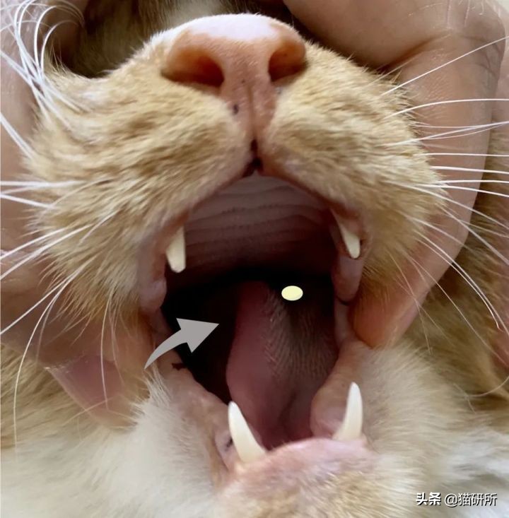 一学就会的训猫技巧,手把手教你给猫咪喂药