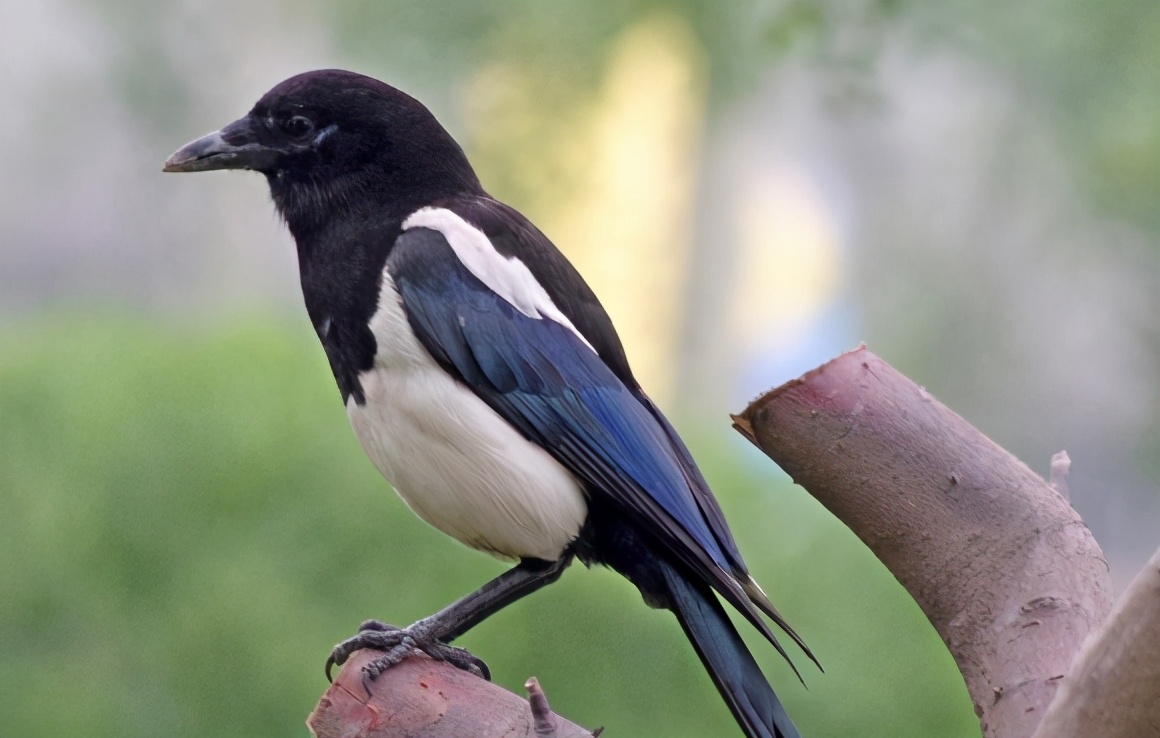 算命说家中有喜鹊代表什么,3只喜鹊在风水上代表什么