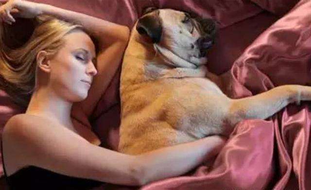 如何安全地与狗狗共眠？这6点很重要，别怪我没提醒