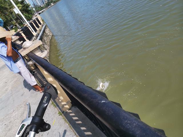 冬天筏竿钓土鲮,筏竿钓大土鲮