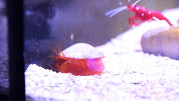 色彩斑斓的海底珊瑚,五彩缤纷的海洋生物视频