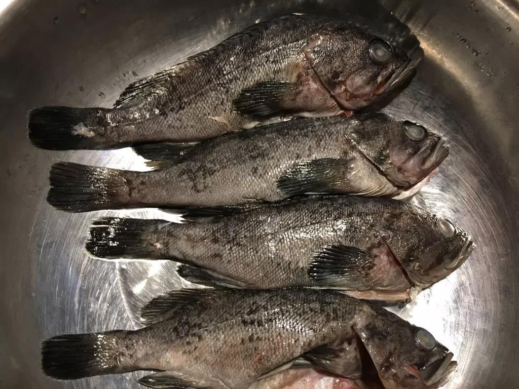 淡水鱼里面黑鱼是不是最厉害的,淡水鱼最强的是黑鱼吗