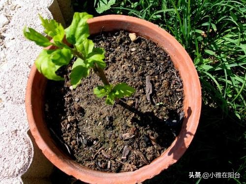 迎春花花期过后怎么养,迎春花用什么花盆栽长的快