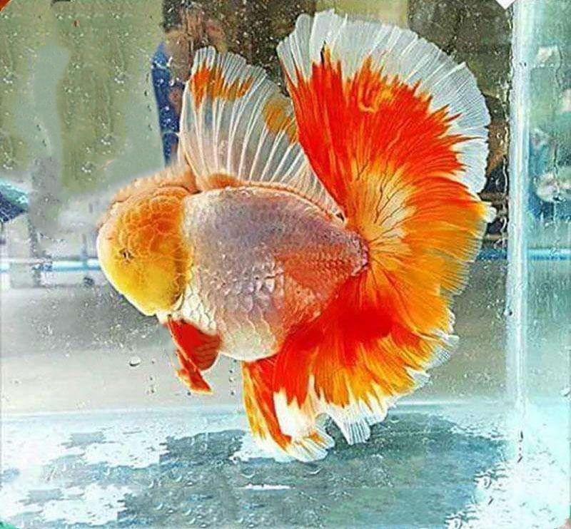 狮子头金鱼头太大怎么办,狮子头金鱼头有点发黑怎么办