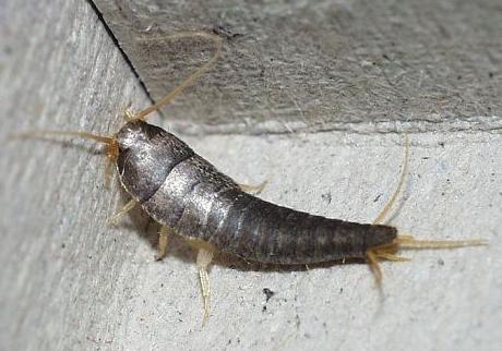 国外网友分享的动植物昆虫笔记,北方常见的昆虫科普知识大全集