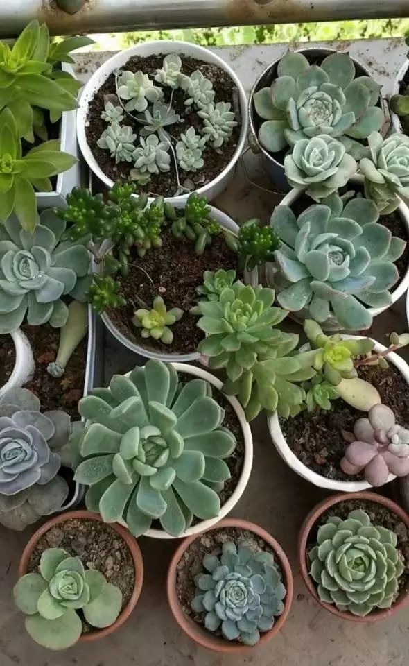 适合学生党养的多肉,适合大学宿舍长期养的多肉