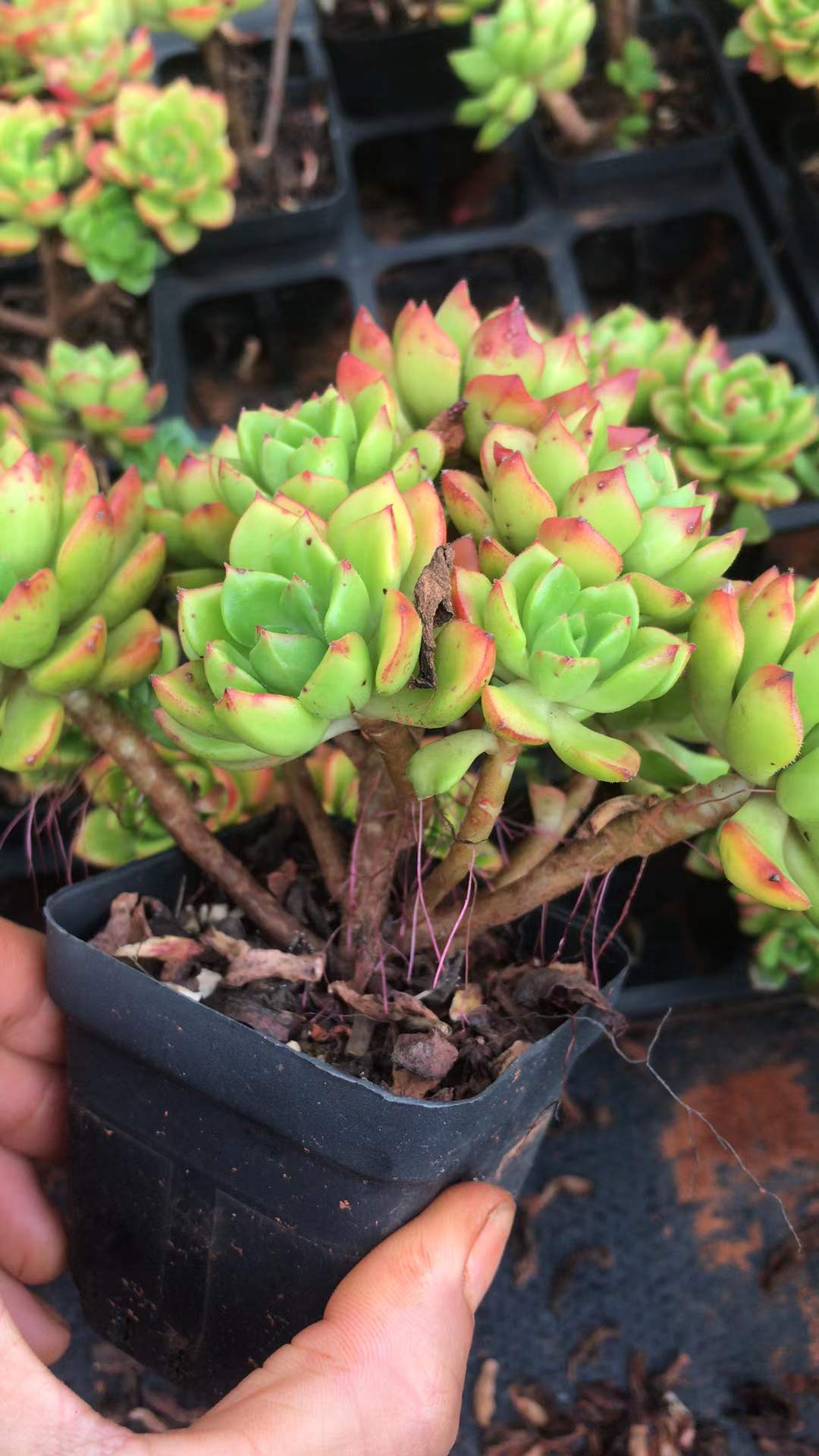 蒂亚多肉植物怎么养,多肉蒂亚小苗怎么养好