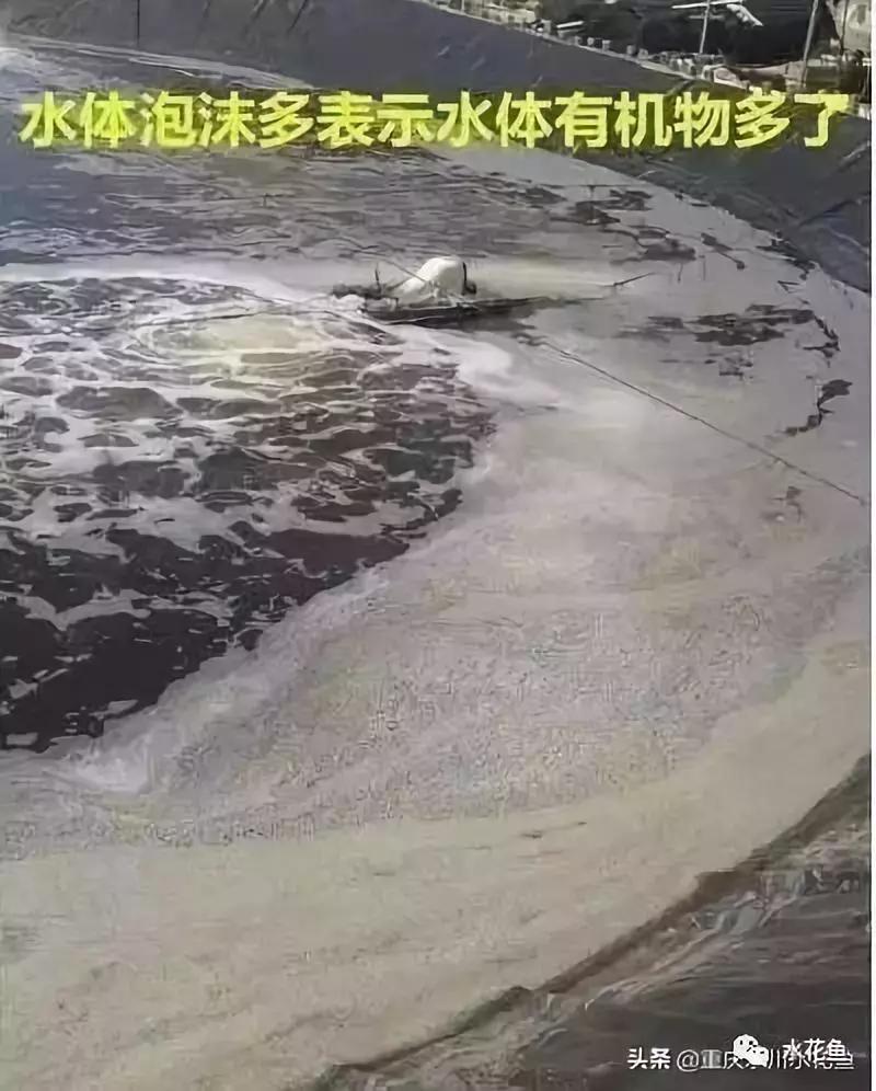 水产养殖水质评价标准,水产养殖水质怎么查看的