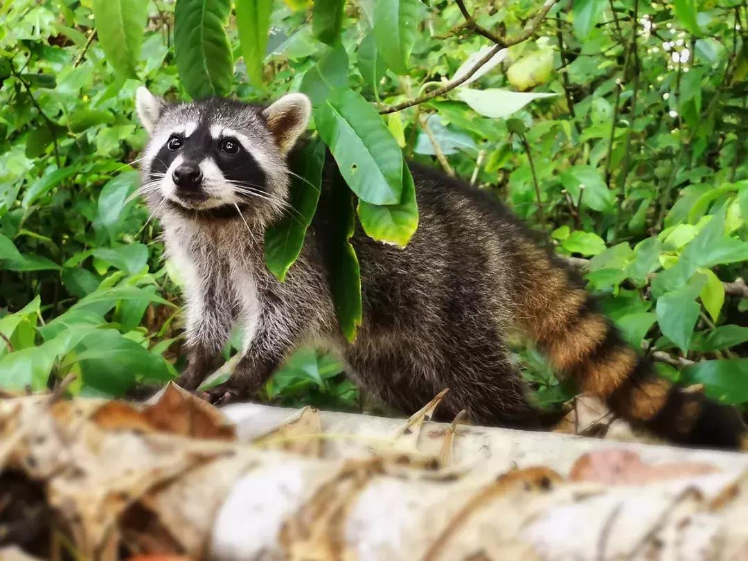 华为p30的镜头模组叫什么,华为p30镜头是蓝宝石的吗